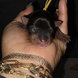 Yellow Collar - Black and tan male Yorkshire Terrier puppy in Indianapolis, Indiana from Parti Time Yorkies Indy