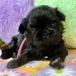 Juniper - Black and white female Shih Tzu puppy in Easley, South Carolina from Full of Shih Tzus