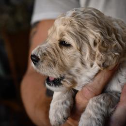 Goldendoodle Puppies from Wildflower Doodles