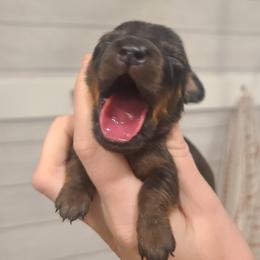 Razzle - Red male Dachshund puppy in Okeechobee, Florida from Far Far Away Dachshunds