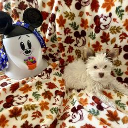 AKC Registered Princess Grace - Chocolate, tan and white female Yorkshire Terrier puppy in Eustis, Florida from Angel Spun Yorkies