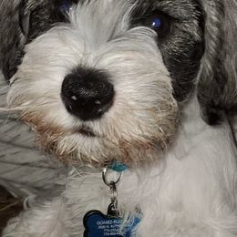 Miniature Schnauzers and Yorkshire Terriers from Cuddly Cutts Pets