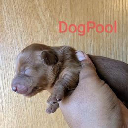 Dachshund and French Bulldog Puppies from Ferguson's Bulldogs