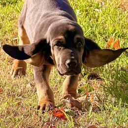 Rocko - Black and tan male Bloodhound puppy in Conway, Missouri from Ozark Mountain Kennel