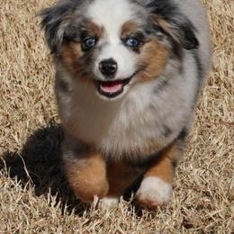 Blue Merle - Blue merle female Miniature Australian Shepherd puppy in Lawton, Oklahoma from Lindsey’s Aussies