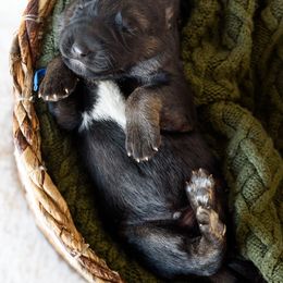 German Shepherd Puppies from Platz German Shepherds