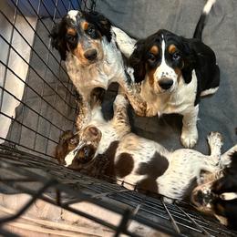 English Springer Spaniel Puppies from Colleen Bacon