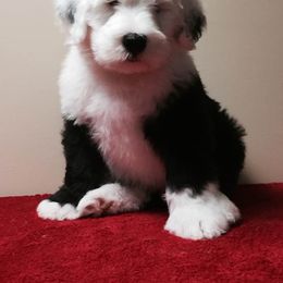 Old English Sheepdog Puppies from Beth VanDervort's Old English Sheepdogs