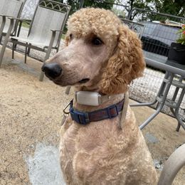 Chewy - Poodle