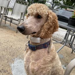 Chewy - Poodle