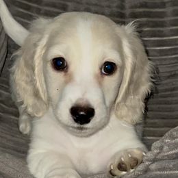 Dachshunds from BB Doxies