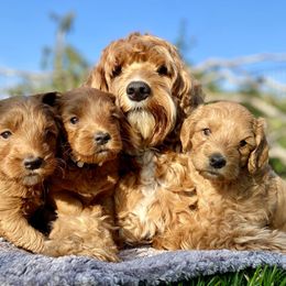 Australian Labradoodle Puppies from Starlight Ridge Australian Labradoodles