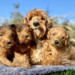 Australian Labradoodle Puppies from Starlight Ridge Australian Labradoodles