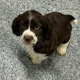 Utah - Liver and white male English Springer Spaniel puppy in Monticello, Minnesota from Coteau Springers