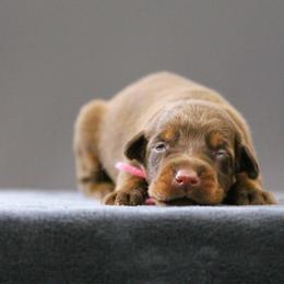 Rhaella - 5350 - Red and rust female Doberman Pinscher puppy in Rockwall, Texas from Elitehaus