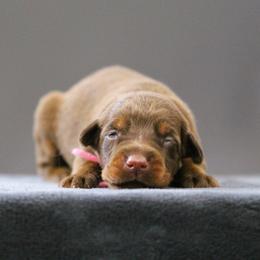 Rhaella - 5350 - Red and rust female Doberman Pinscher puppy in Rockwall, Texas from Elitehaus