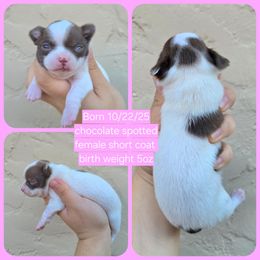 Choc spotted - Chocolate and white female Chihuahua puppy in Vineland, New Jersey from Royal Companion's