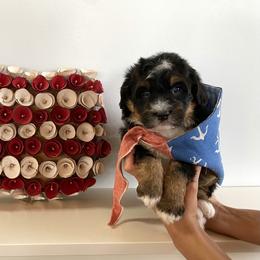 Bernedoodle and Goldendoodle Puppies from Point Breeze Doodles, LLC