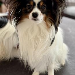 Papillon Puppies from Cloud Papillon