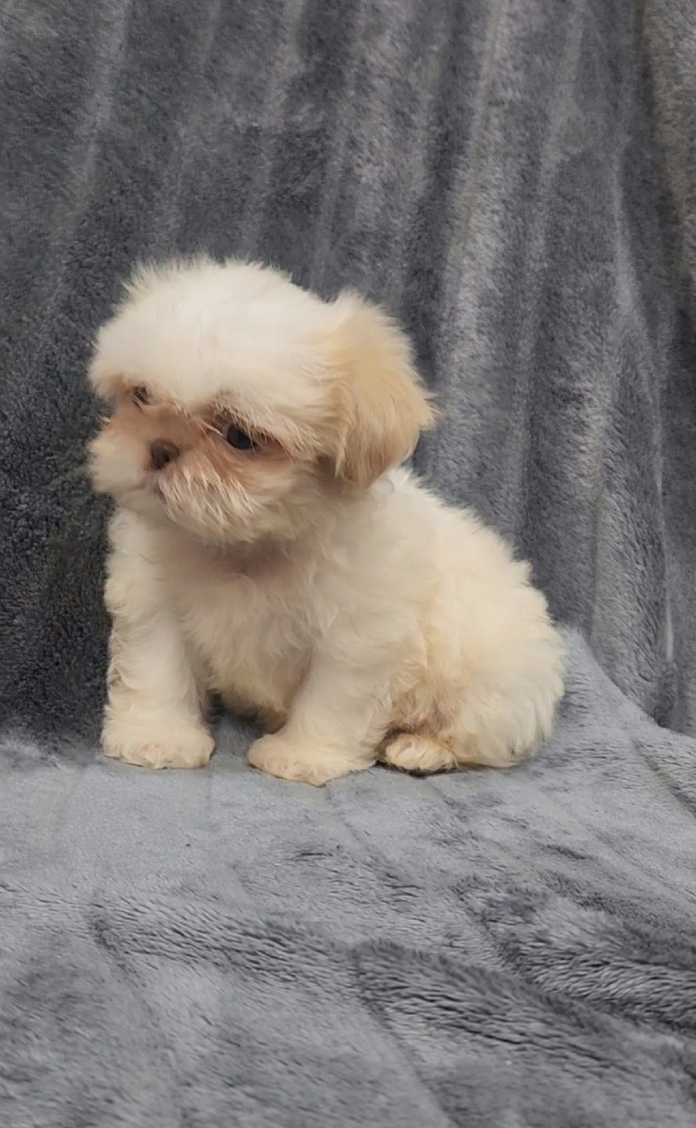 Boy 3 - Cream and white male Shih Tzu puppy in Tampa, Florida from Fancy Shih Tzus Florida