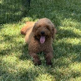 Linda - Goldendoodle