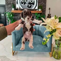 Bernedoodle, Cavapoo, Cavapoochon, Goldendoodle, Poodle, and Yorkipoo Puppies from Anchor Dogs