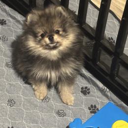 Evita - Pomeranian