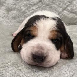 Anna - Black white and brown female Basset Hound puppy in Monterey, Tennessee from Southern Belles Bassets