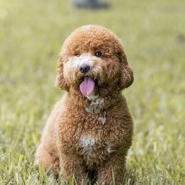 Poppi - Goldendoodle