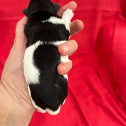 Girl K-5 - Biewer Terrier puppy from Golden Corner Puppies