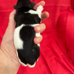 Girl K-5 - Biewer Terrier puppy from Golden Corner Puppies