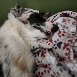 Border Collie Puppies from Cullins Collies