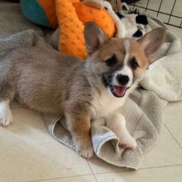 Ewan - Red male Pembroke Welsh Corgi puppy in Hawi, Hawaii from Corgis Hawaii Pleasantstone Aloha Corgis