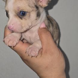 Micro Mr merlin charting 3lb range - Merle male Chihuahua puppy in Las Vegas, Nevada from Quality Poms Chihuahua Yorkies of Las vegas