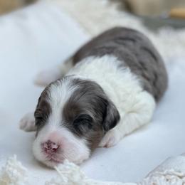 Aussiedoodle Puppies from H5 Mini Doodles