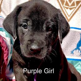 Purple Girl - Black female Labrador Retriever puppy in Lincoln, Nebraska from Labrador Retriever Breedings