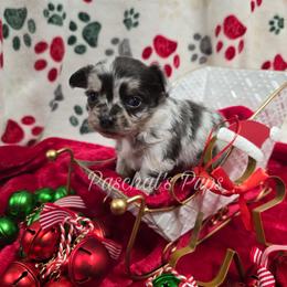 Turkey - Merle male Chihuahua puppy in Bowdon, Georgia from Paschal's Pups