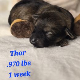 Thor - Chocolate male Havanese puppy in Trinity, Alabama from Tooties Cuties Havanese