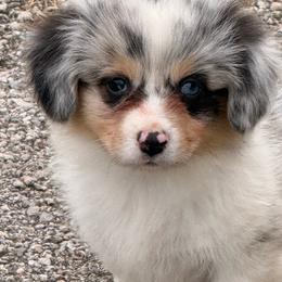 Blue Merle Tacoma - Blue merle and white male American Corgi puppy in Heyworth, Illinois from Schumaker Corgis