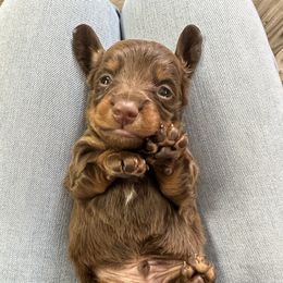 Dasher - Chocolate and tan male Dachshund puppy in Bergen, New York from T. Rex Doxies & Friends