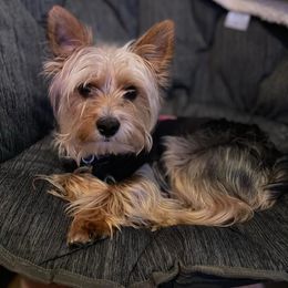 Tino - Yorkshire Terrier