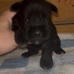 Pink girl - Black female Miniature Schnauzer puppy in Hickory Grove, South Carolina from Oopsie Doodles