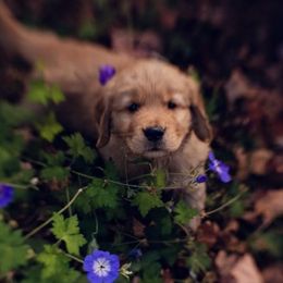 Golden Retrievers from Stonecroft