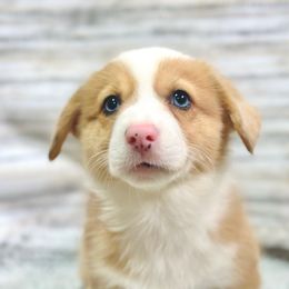 Willie - Red merle and white male American Corgi puppy in Adairsville, Georgia from Ingram's Corgis