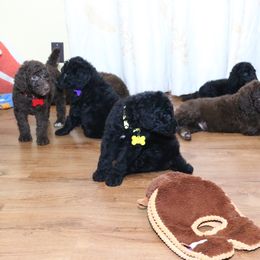Poodle Puppies from RK'S Pets