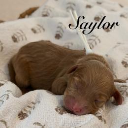 Saylor - Red  female Goldendoodle puppy in Blanchard, Oklahoma from Dream Doodles by Dondi