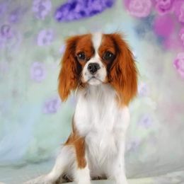Dream - Cavalier King Charles Spaniel