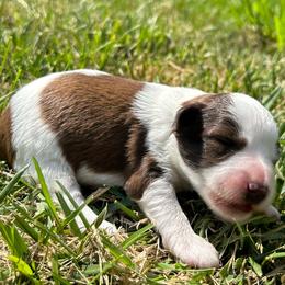 Dill - Parti male Miniature Schnauzer puppy in Clover, South Carolina from Bobo’s Babies Kennels