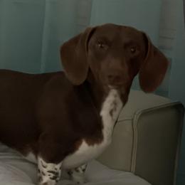 Snoop - Dachshund