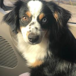 Miniature American Shepherds from Addie’s Aussies